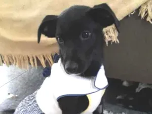 Cachorro raça Srd idade 2 a 6 meses nome Jaque