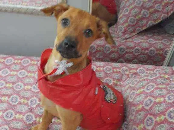 Cachorro ra a Srd  idade 2 a 6 meses nome Mike
