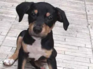 Cachorro raça SRD idade 2 a 6 meses nome Bob