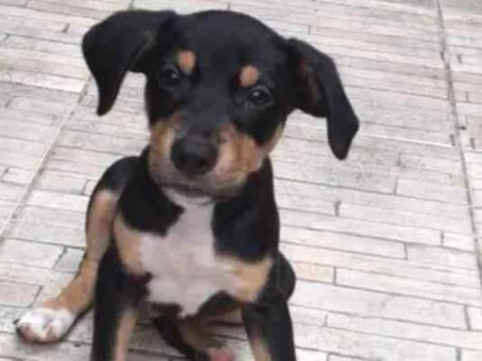 Cachorro ra a SRD idade 2 a 6 meses nome Bob