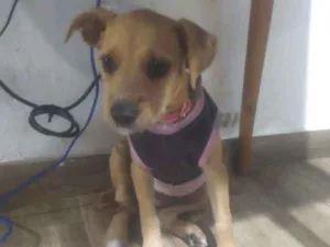 Cachorro raça SRD idade 2 a 6 meses nome Filhote 4 meses