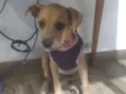 Filhote 4 meses