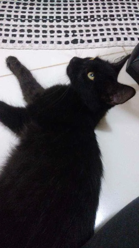 Gato ra a SRD idade 2 a 6 meses nome Salazar