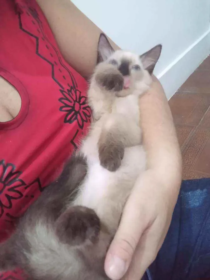 Gato ra a SRD idade 2 a 6 meses nome Luizinho