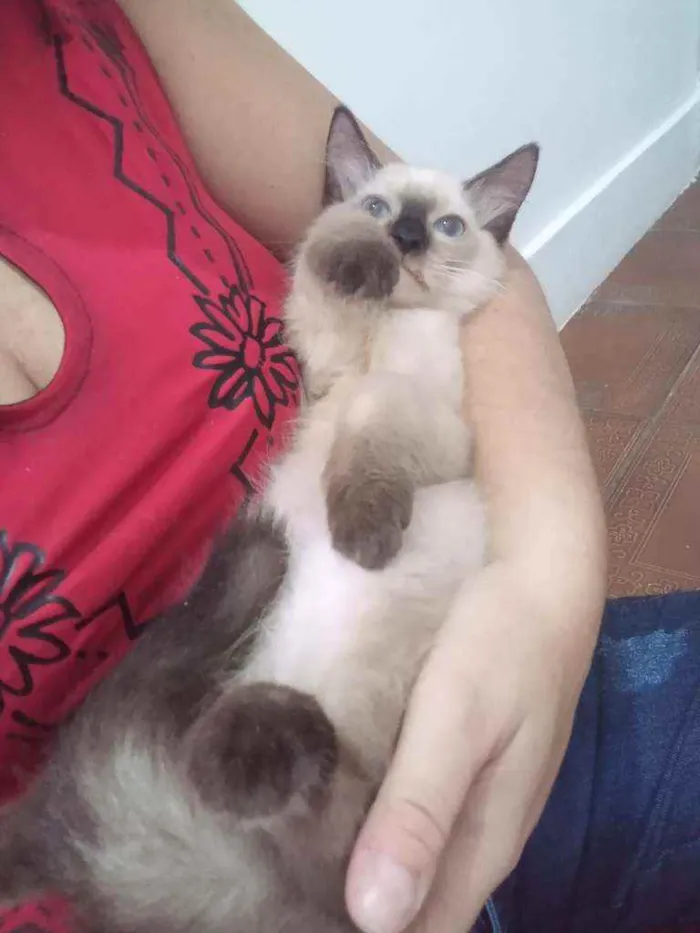 Gato ra a SRD idade 2 a 6 meses nome Luizinho