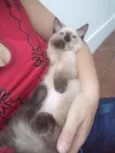 Luizinho