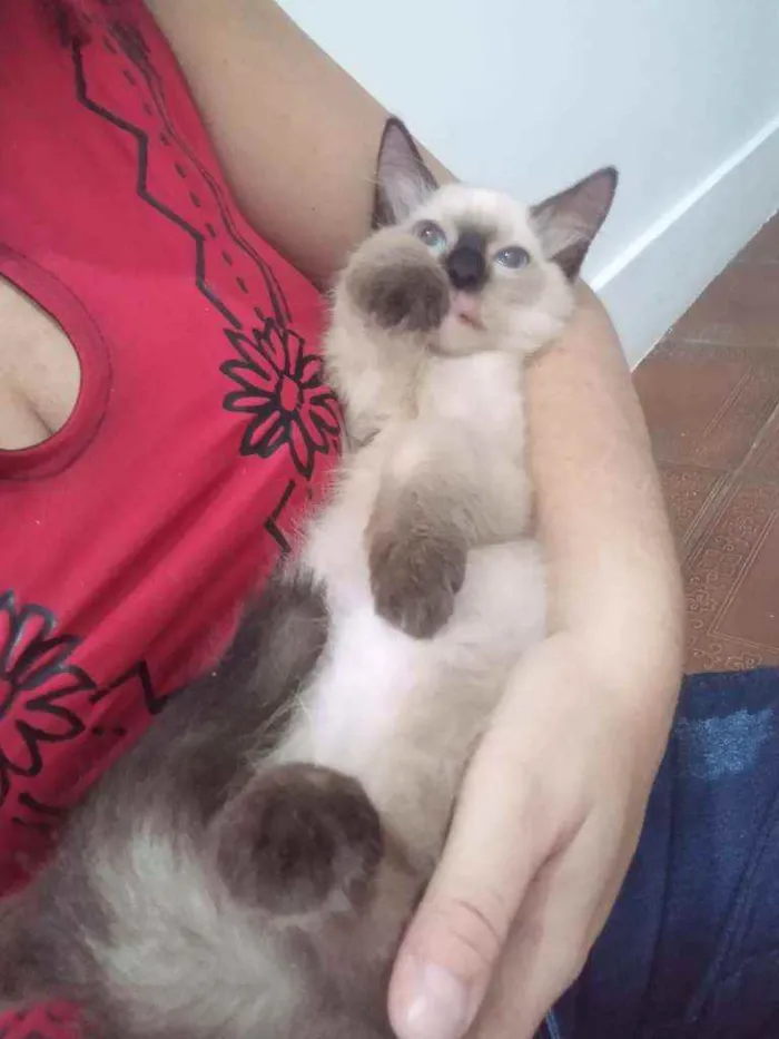 Gato ra a SRD idade 2 a 6 meses nome Luizinho