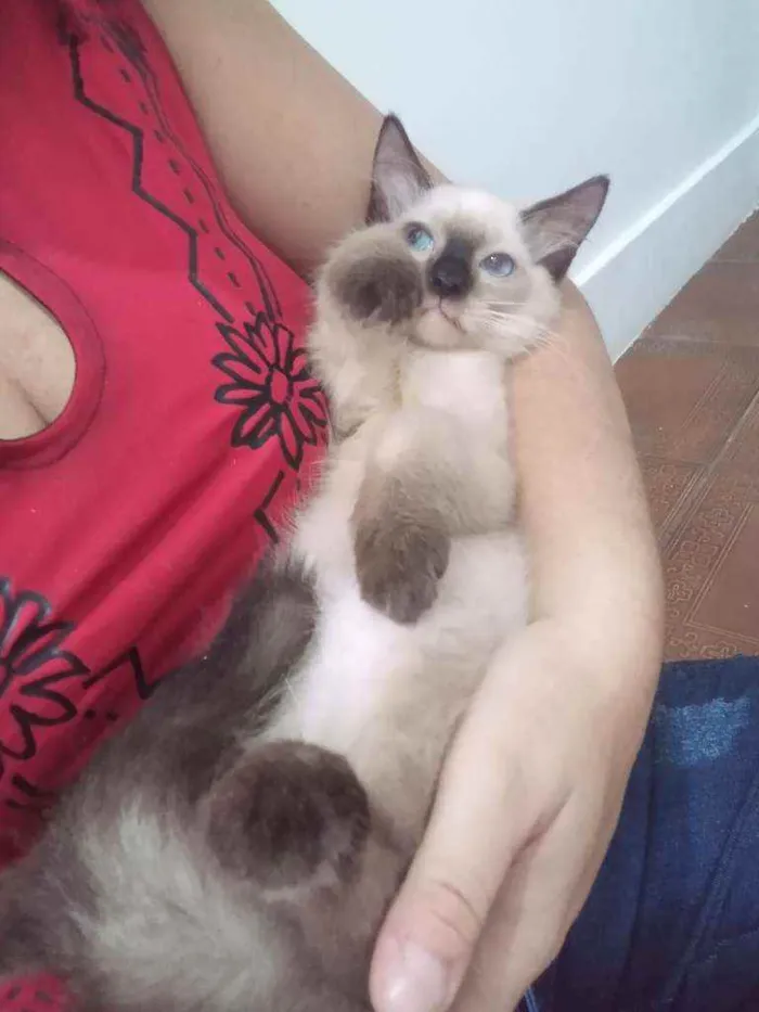 Gato ra a SRD idade 2 a 6 meses nome Luizinho