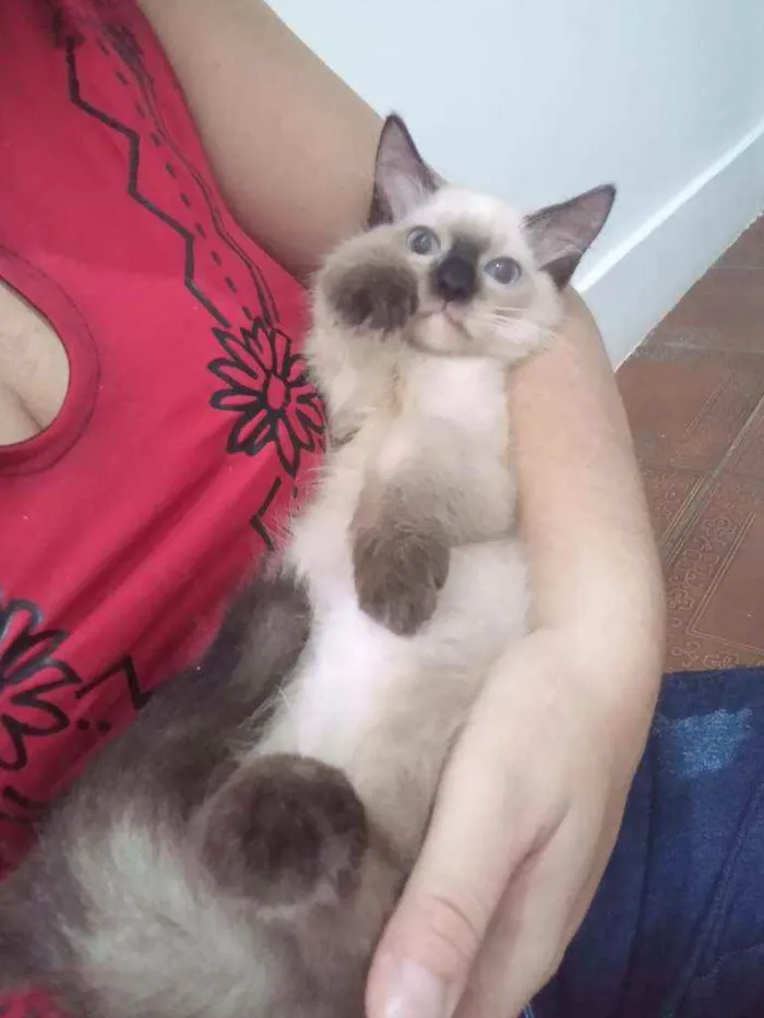 Gato ra a SRD idade 2 a 6 meses nome Luizinho