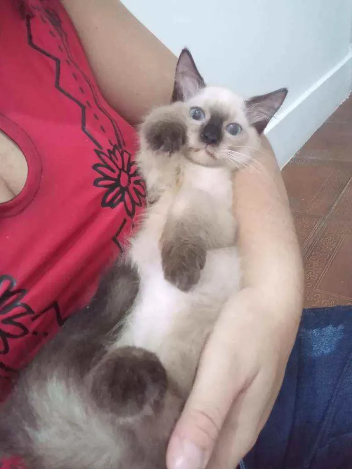 Gato ra a SRD idade 2 a 6 meses nome Luizinho