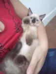 Luizinho