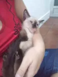 Luizinho