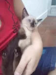 Luizinho