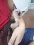 Luizinho