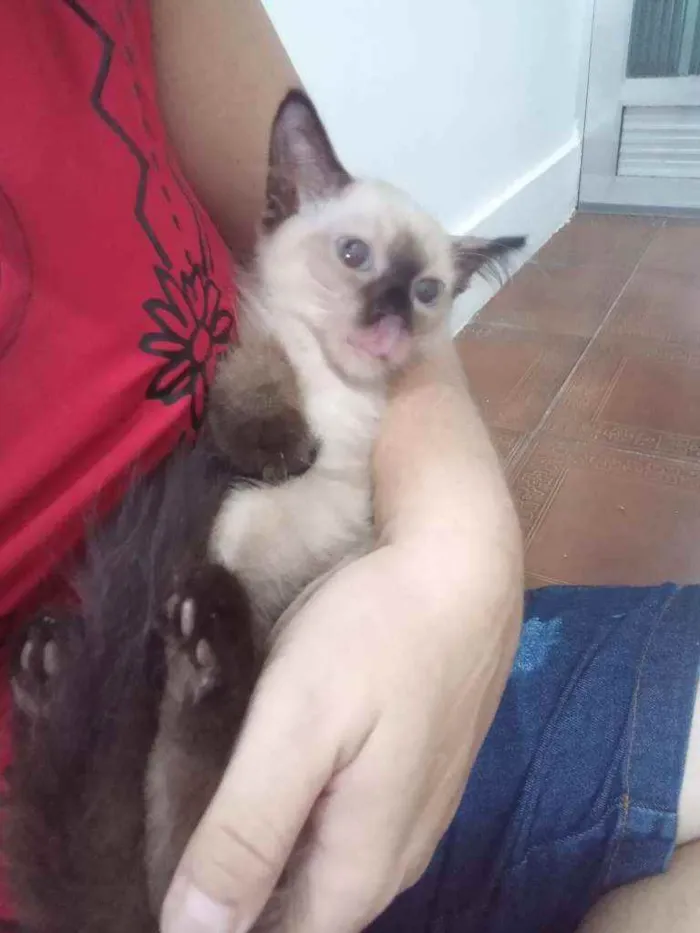 Gato ra a SRD idade 2 a 6 meses nome Luizinho