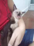 Luizinho