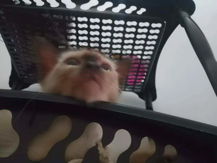 Gato ra a SRD idade 2 a 6 meses nome Luizinho