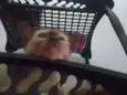 Luizinho