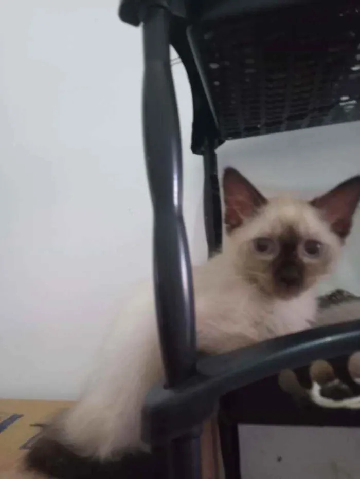 Gato ra a SRD idade 2 a 6 meses nome Luizinho