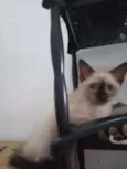 Luizinho