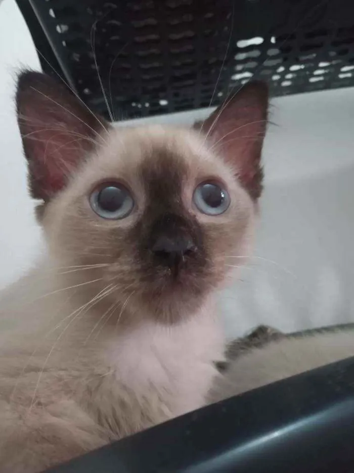 Gato ra a SRD idade 2 a 6 meses nome Luizinho