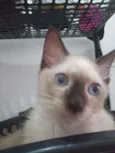 Luizinho