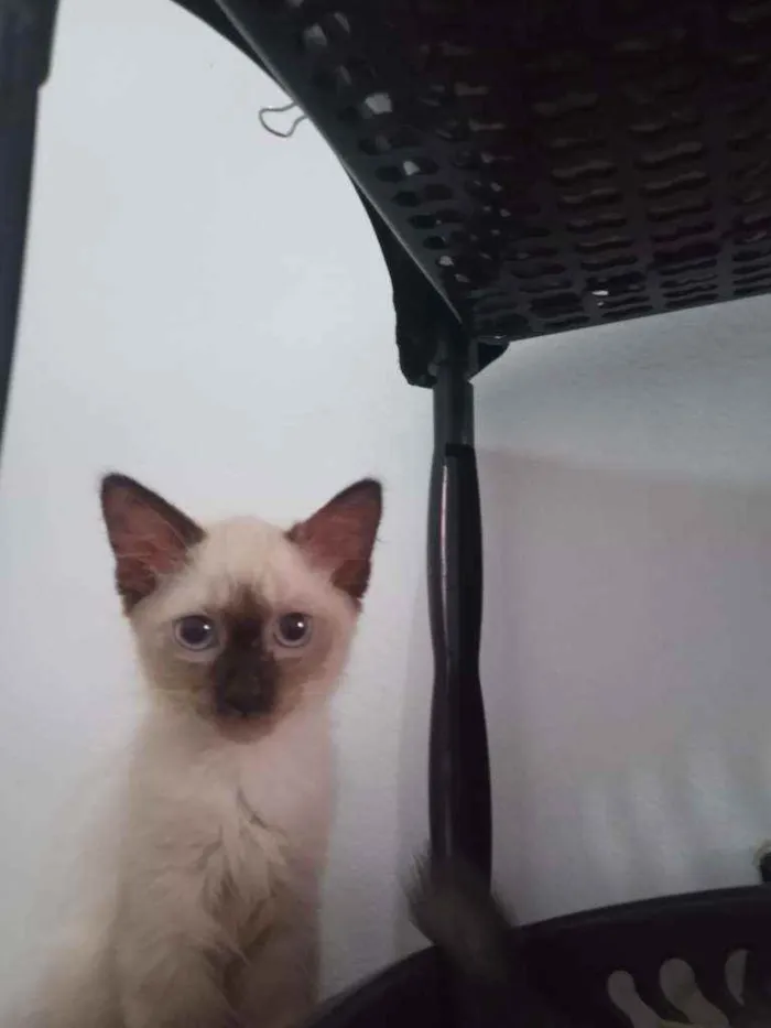 Gato ra a SRD idade 2 a 6 meses nome Luizinho