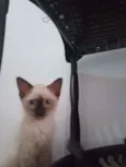 Luizinho