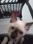 Luizinho