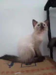 Luizinho