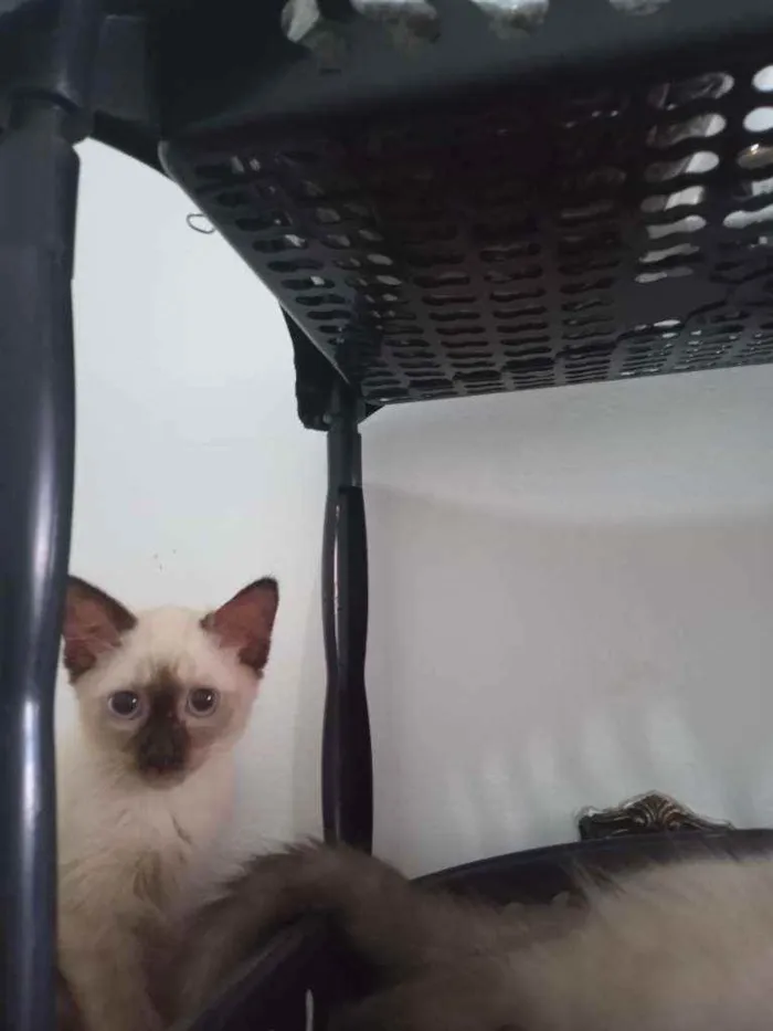Gato ra a SRD idade 2 a 6 meses nome Luizinho