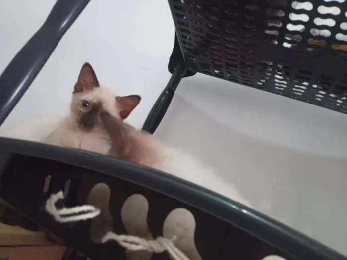 Gato ra a SRD idade 2 a 6 meses nome Luizinho