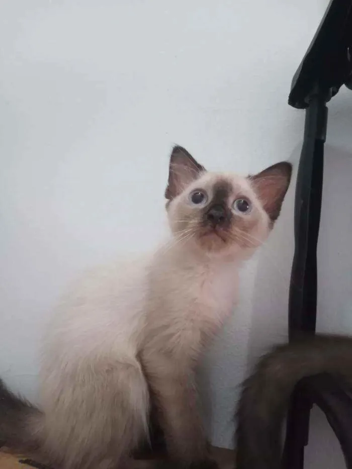 Gato ra a SRD idade 2 a 6 meses nome Luizinho