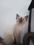 Luizinho