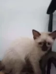 Luizinho