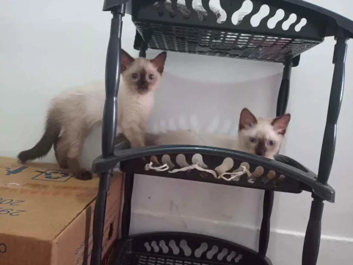 Gato ra a SRD idade 2 a 6 meses nome Luizinho