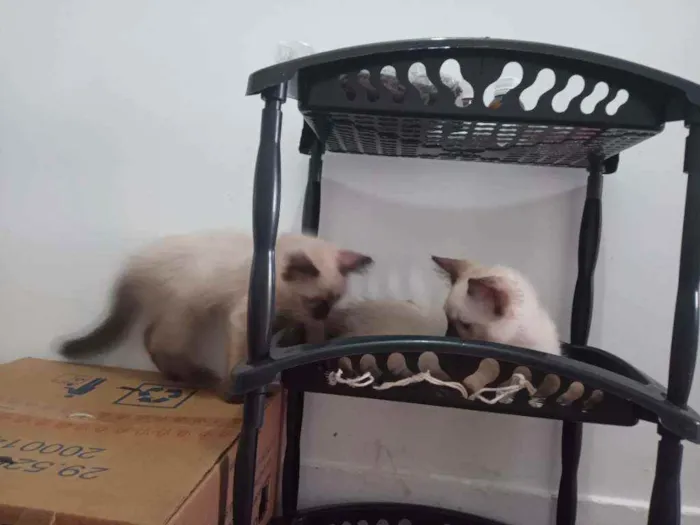 Gato ra a SRD idade 2 a 6 meses nome Luizinho