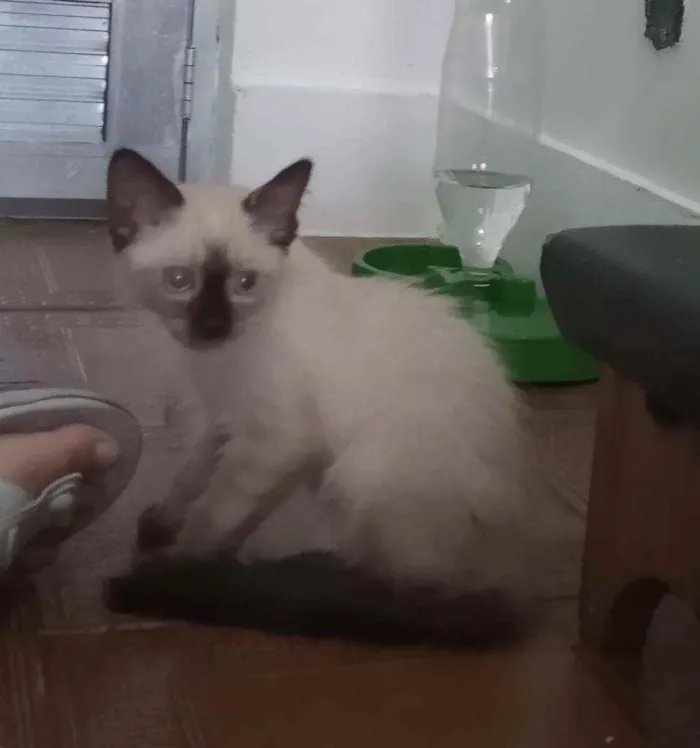 Gato ra a SRD idade 2 a 6 meses nome Luizinho