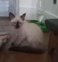 Luizinho
