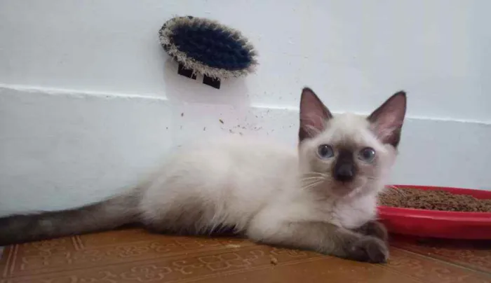 Gato ra a SRD idade 2 a 6 meses nome Luizinho