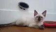 Luizinho