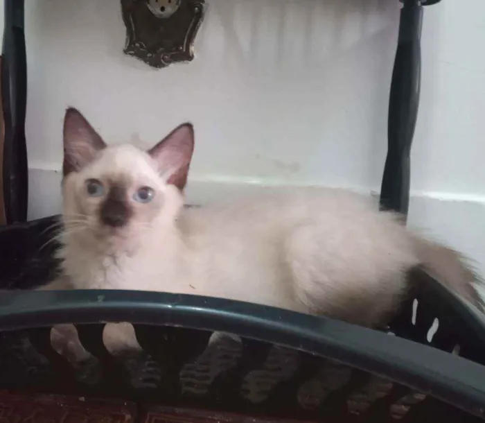 Gato ra a SRD idade 2 a 6 meses nome Luizinho