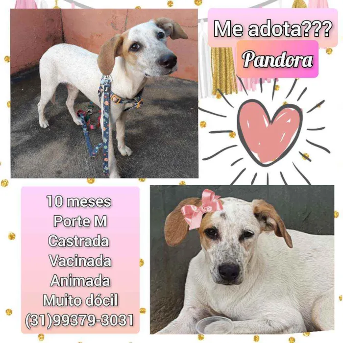 Cachorro raça SRD idade 7 a 11 meses nome Pandora