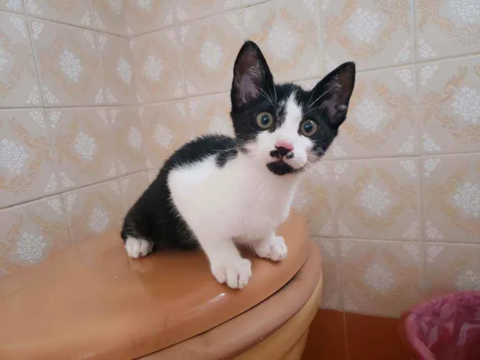 Gato raça Srd  idade 2 a 6 meses nome Kokomo