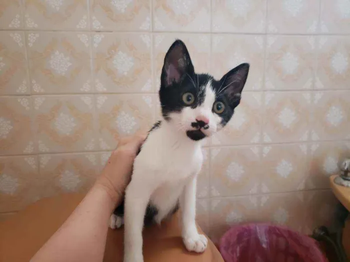 Gato raça Srd  idade 2 a 6 meses nome Kokomo