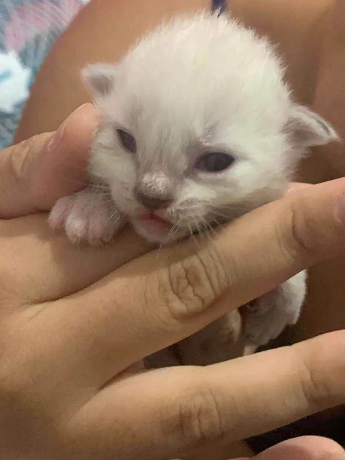 Gato ra a Siamês  idade Abaixo de 2 meses nome Gatinhos