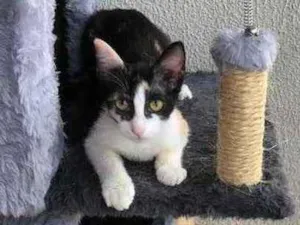Gato raça Srd idade 2 a 6 meses nome Susi