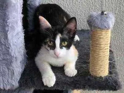 Gato raça Srd idade 2 a 6 meses nome Susi