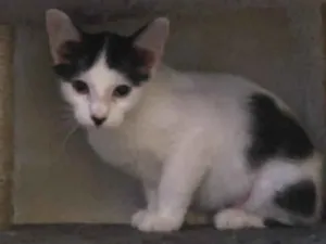 Gato raça Srd idade 2 a 6 meses nome Valentina 