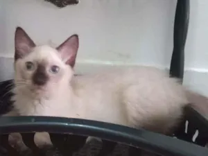 Gato raça SRD idade 2 a 6 meses nome Luizinho